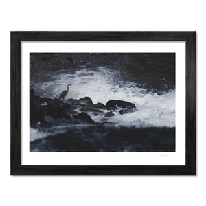Nua Photography Print Grey Heron Standing Watch at the River Rapids, Wales Grey Heron at River Rapids Wales Print | Nua Photography
