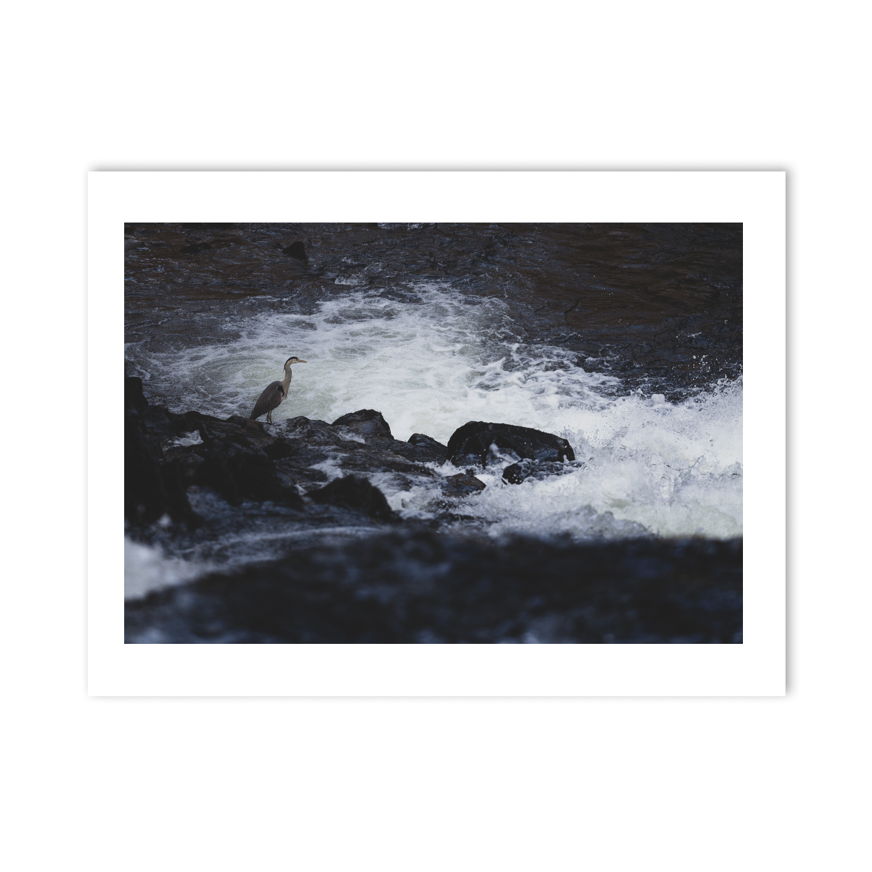 Nua Photography Print Grey Heron Standing Watch at the River Rapids, Wales Grey Heron at River Rapids Wales Print | Nua Photography