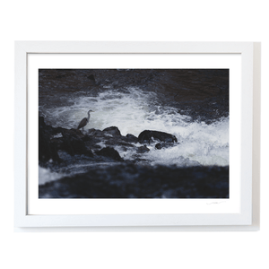 Nua Photography Print Grey Heron Standing Watch at the River Rapids, Wales Grey Heron at River Rapids Wales Print | Nua Photography