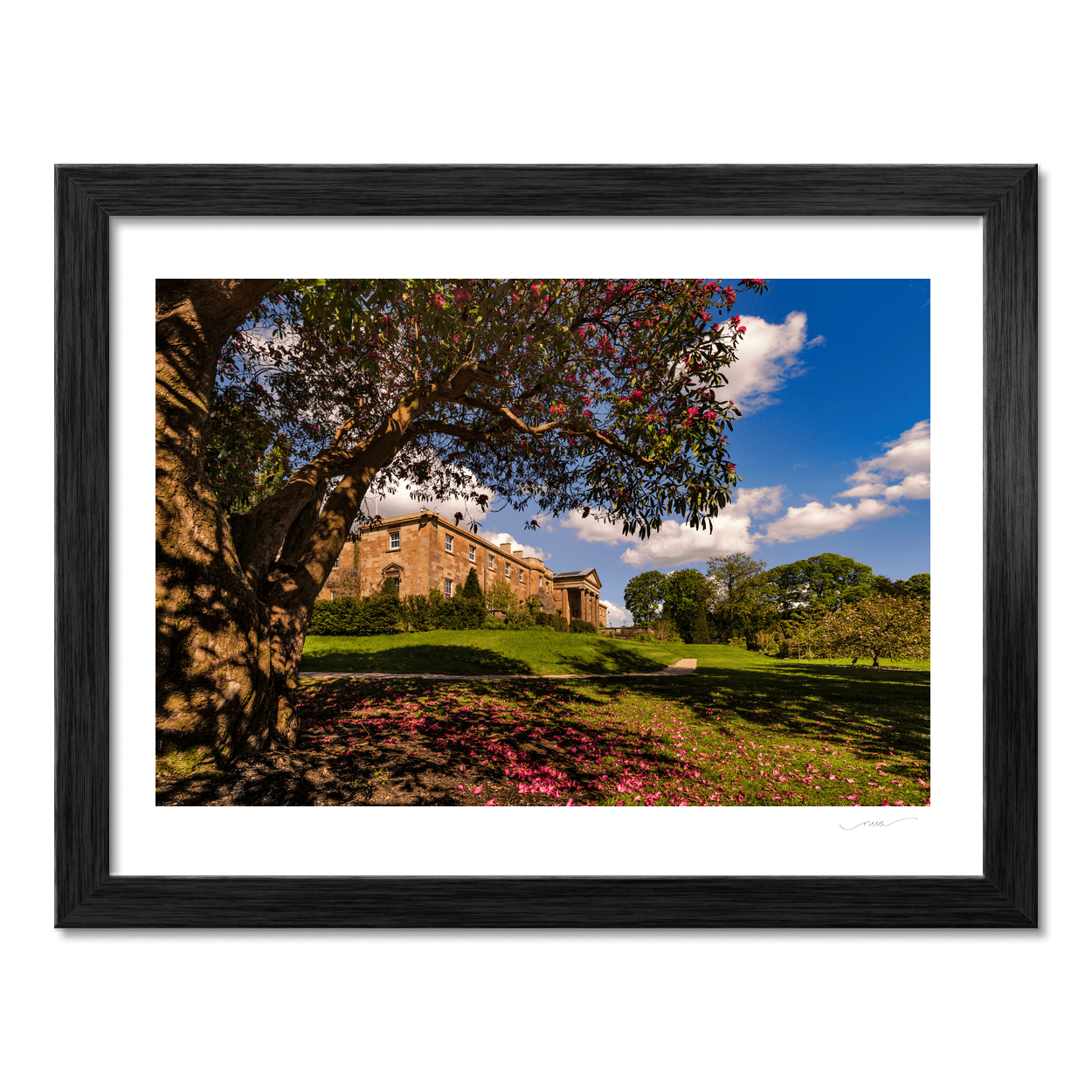 hillsborough-castle-rhododendron-tree-spring PM
