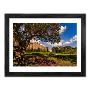 hillsborough-castle-rhododendron-tree-spring BF