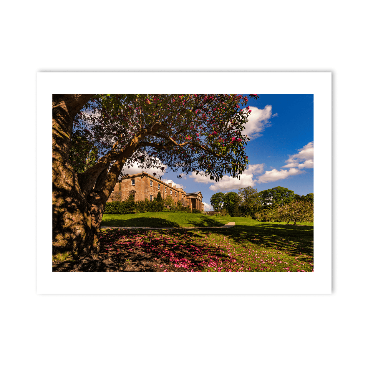 hillsborough-castle-rhododendron-tree-spring PM