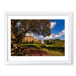 hillsborough-castle-rhododendron-tree-spring WF