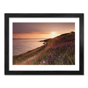 Nua Photography Print Howth Heather and Dublin Bay at Sunset, Co. Dublin Howth Heather Sunset Dublin Bay Print | Nua Photography