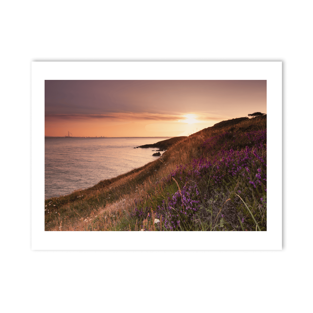 Nua Photography Print Howth Heather and Dublin Bay at Sunset, Co. Dublin Howth Heather Sunset Dublin Bay Print | Nua Photography