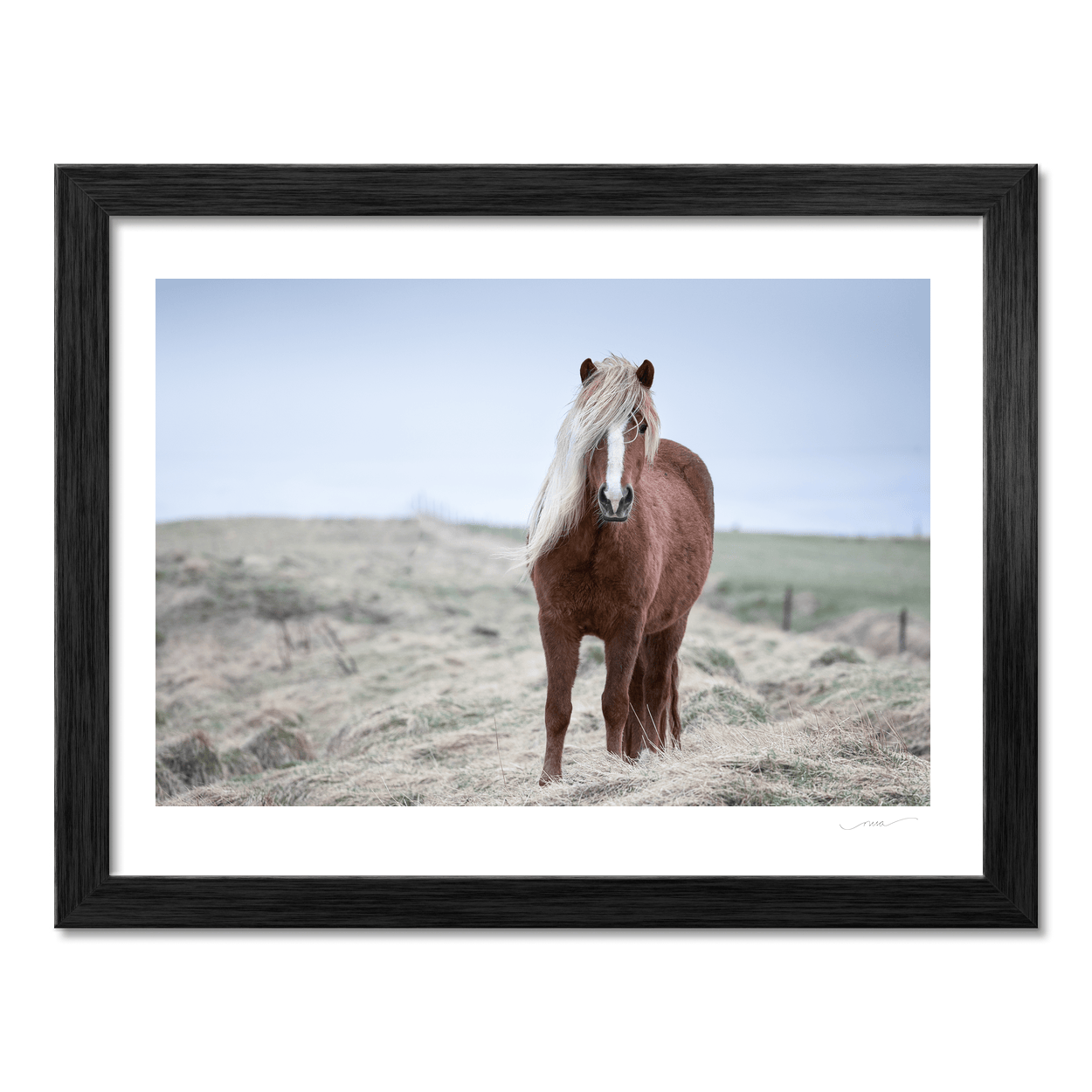Nua Photography Print Icelandic Horse with Windswept Mane, Iceland Icelandic Horse Windswept Mane Print | Nua Photography