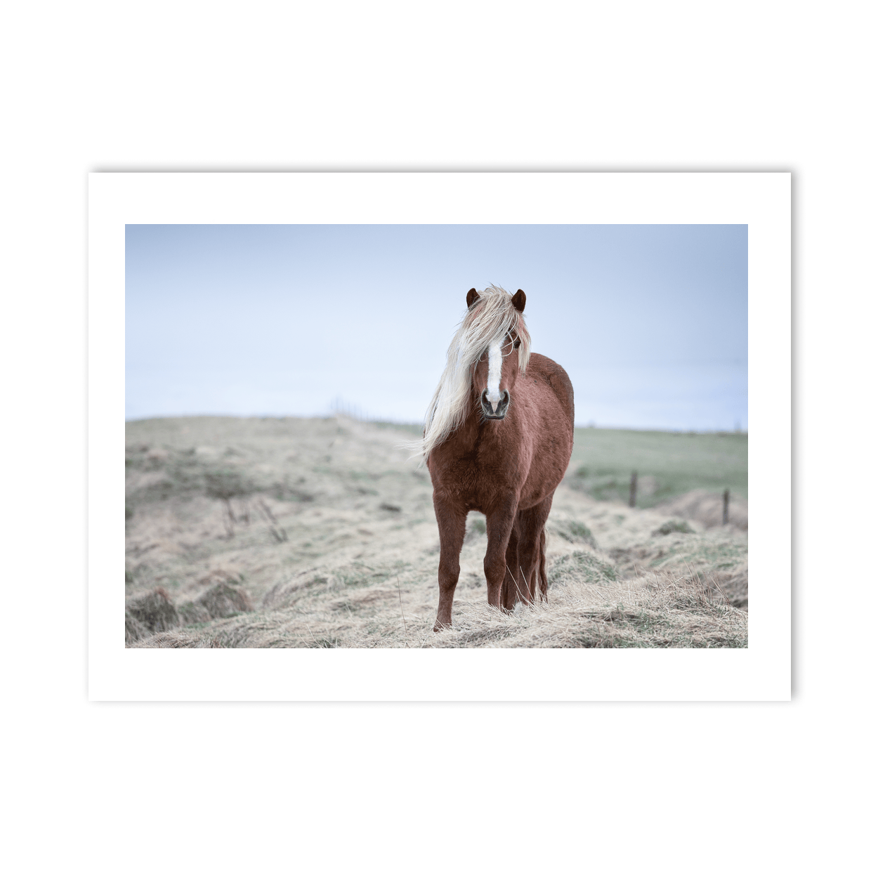 Nua Photography Print Icelandic Horse with Windswept Mane, Iceland Icelandic Horse Windswept Mane Print | Nua Photography
