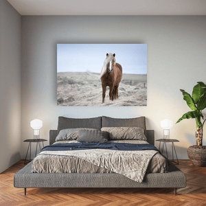 Nua Photography Print Icelandic Horse with Windswept Mane, Iceland Icelandic Horse Windswept Mane Print | Nua Photography