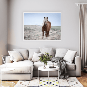 Nua Photography Print Icelandic Horse with Windswept Mane, Iceland Icelandic Horse Windswept Mane Print | Nua Photography