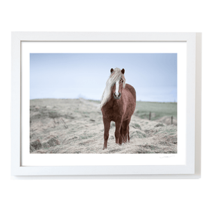 Nua Photography Print Icelandic Horse with Windswept Mane, Iceland Icelandic Horse Windswept Mane Print | Nua Photography