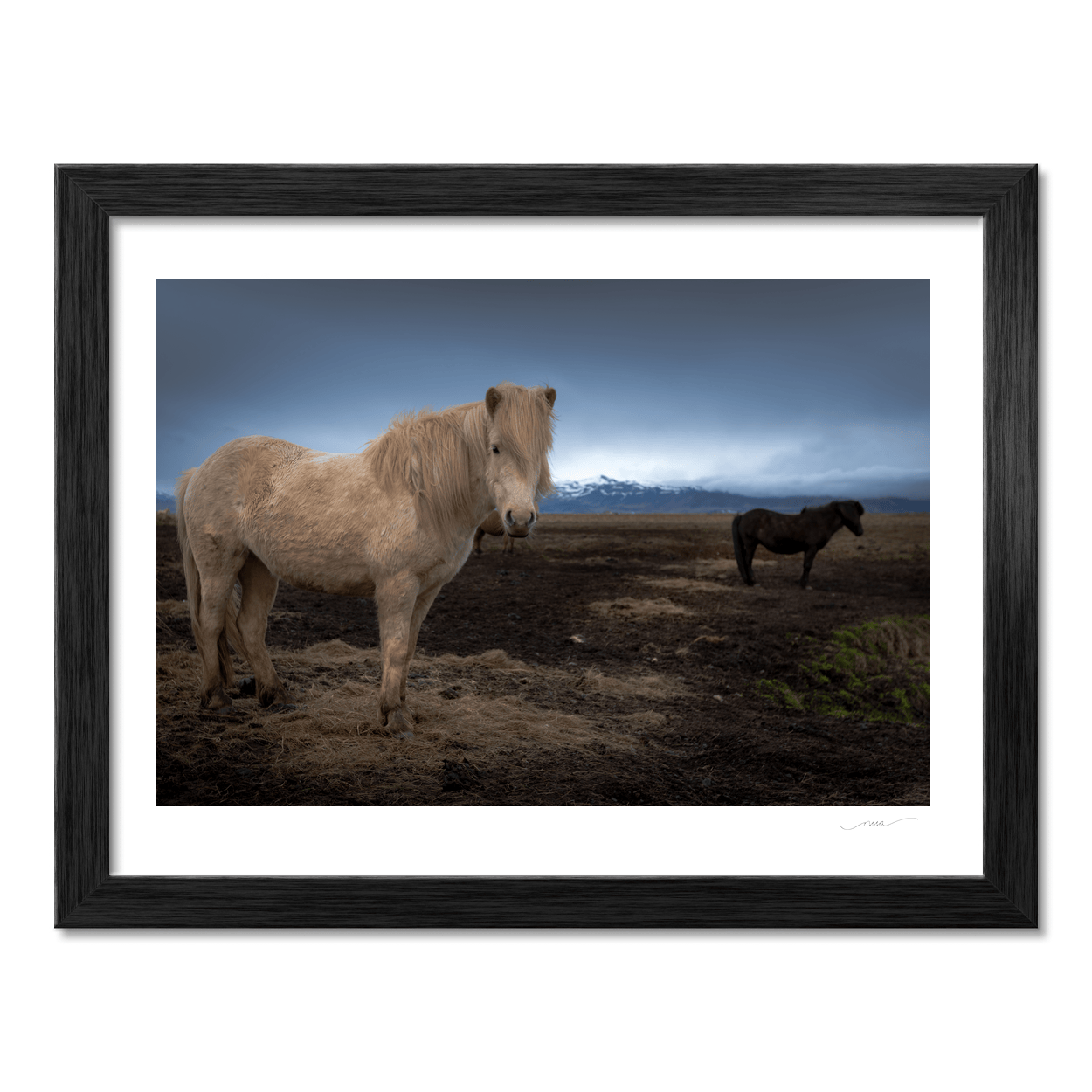 Nua Photography Print Icelandic Horses with Snow-Capped Mountains, Iceland Icelandic Horses with Mountain Backdrop Print | Nua Photography