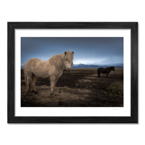 Nua Photography Print Icelandic Horses with Snow-Capped Mountains, Iceland Icelandic Horses with Mountain Backdrop Print | Nua Photography