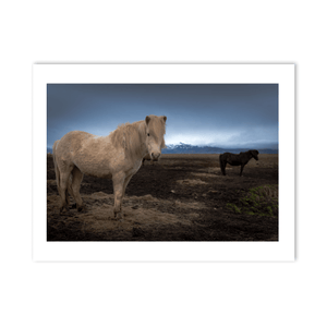 Nua Photography Print Icelandic Horses with Snow-Capped Mountains, Iceland Icelandic Horses with Mountain Backdrop Print | Nua Photography
