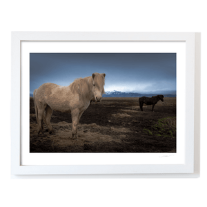Nua Photography Print Icelandic Horses with Snow-Capped Mountains, Iceland Icelandic Horses with Mountain Backdrop Print | Nua Photography