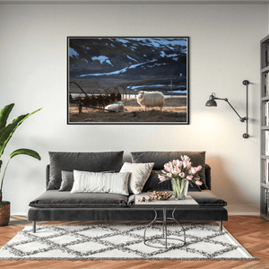 Nua Photography Print Icelandic Sheep in Golden Light with Snow-Capped Mountains, Iceland Icelandic Sheep Snow-Capped Mountains Print | Nua Photography
