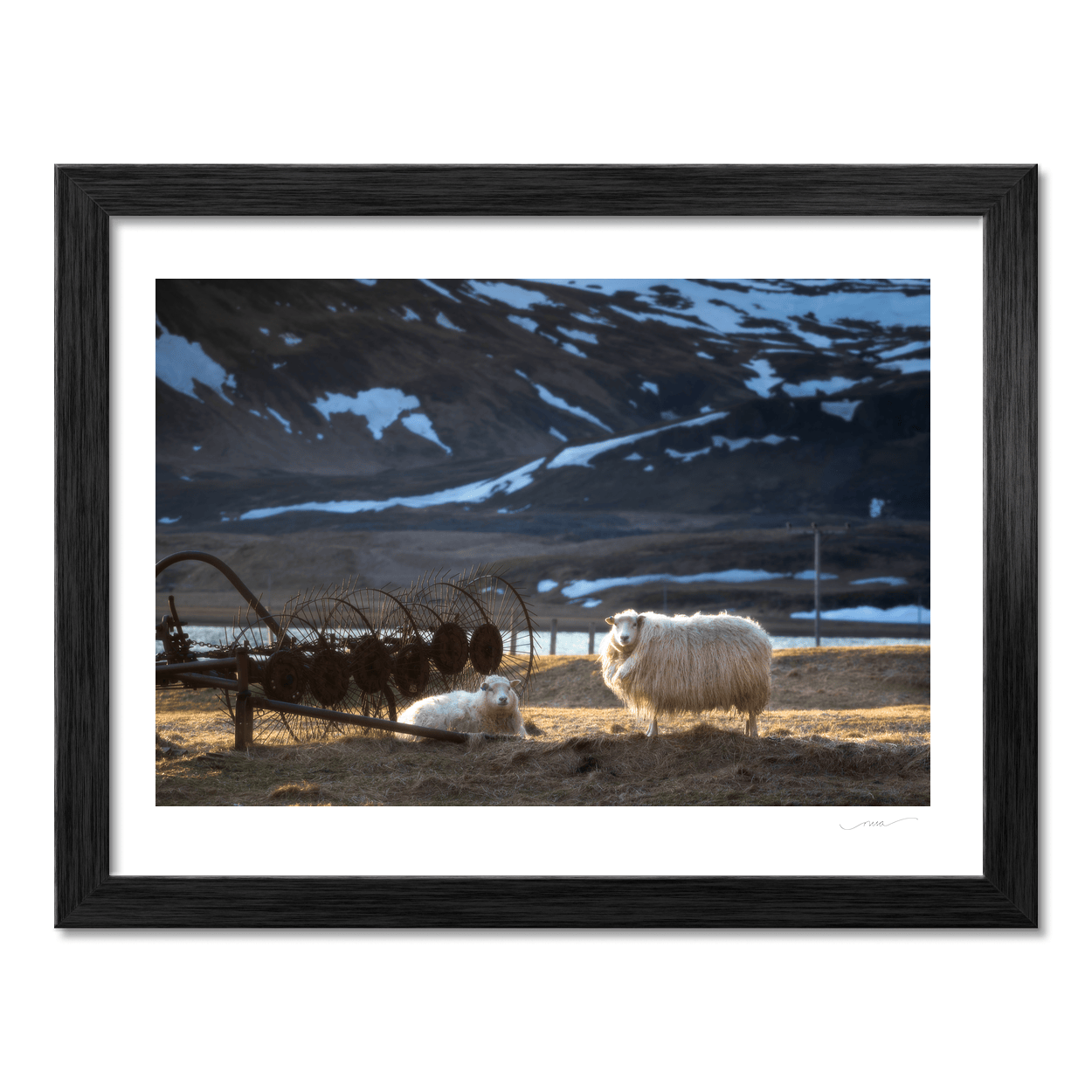 Nua Photography Print Icelandic Sheep in Golden Light with Snow-Capped Mountains, Iceland Icelandic Sheep Snow-Capped Mountains Print | Nua Photography