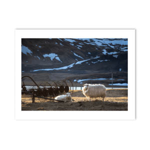 Nua Photography Print Icelandic Sheep in Golden Light with Snow-Capped Mountains, Iceland Icelandic Sheep Snow-Capped Mountains Print | Nua Photography