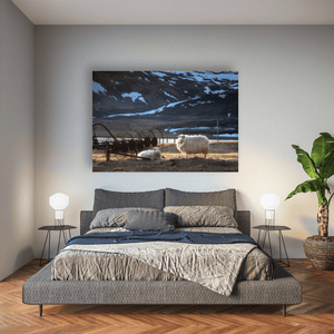 Nua Photography Print Icelandic Sheep in Golden Light with Snow-Capped Mountains, Iceland Icelandic Sheep Snow-Capped Mountains Print | Nua Photography