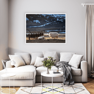 Nua Photography Print Icelandic Sheep in Golden Light with Snow-Capped Mountains, Iceland Icelandic Sheep Snow-Capped Mountains Print | Nua Photography