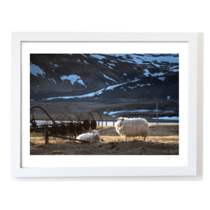 Nua Photography Print Icelandic Sheep in Golden Light with Snow-Capped Mountains, Iceland Icelandic Sheep Snow-Capped Mountains Print | Nua Photography