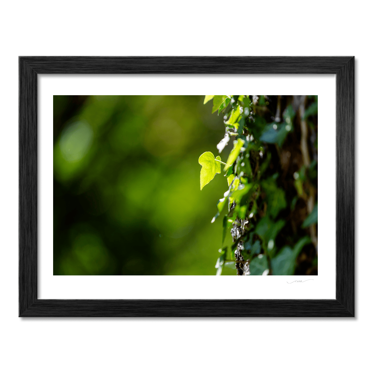 ivy-leaf-sunlight-tree-bark-nature PM