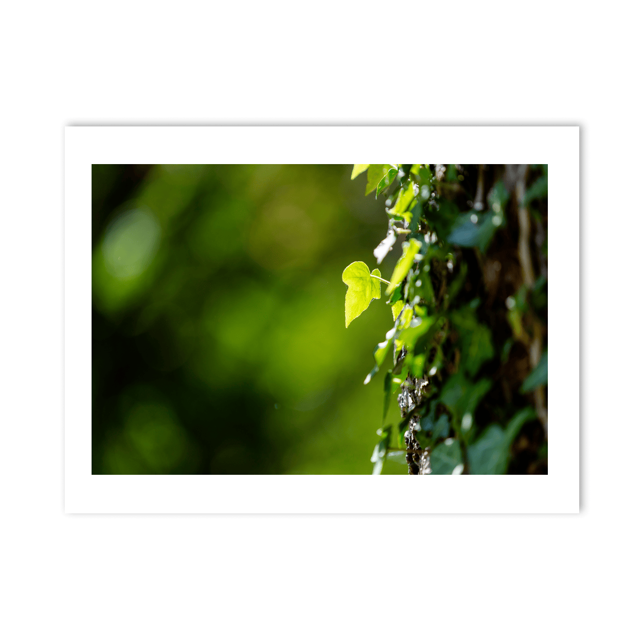 ivy-leaf-sunlight-tree-bark-nature PM