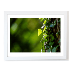 ivy-leaf-sunlight-tree-bark-nature WF