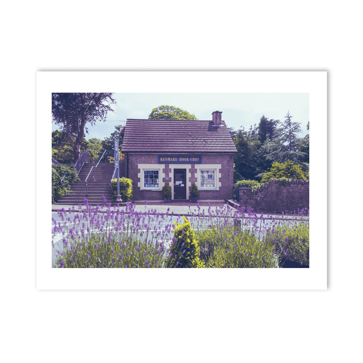 Nua Photography Print Kenmare Book-Shop with Lavender in Bloom, Co. Kerry Kenmare Book-Shop with Lavender Print | Nua Photography