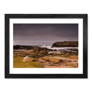 lamb-grazing-rocky-coastline-crashing-waves BF