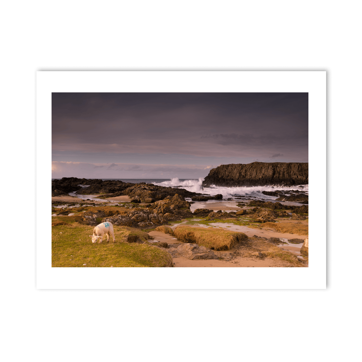 lamb-grazing-rocky-coastline-crashing-waves PM