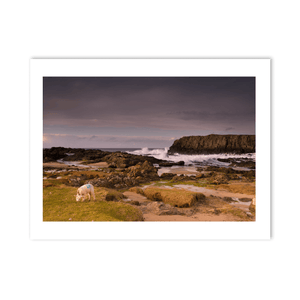 lamb-grazing-rocky-coastline-crashing-waves PM