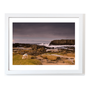 lamb-grazing-rocky-coastline-crashing-waves WF