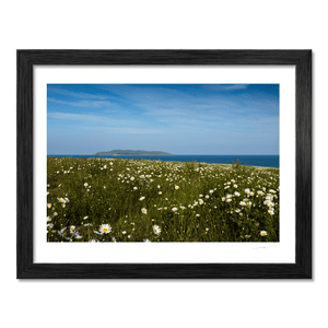 Nua Photography Print Lambay Island View Through Summer Daisy Meadow, Portrane Co. Dublin Lambay Island Daisy Meadow Portrane | Nua Photography