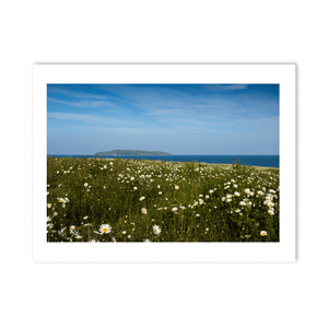 Nua Photography Print Lambay Island View Through Summer Daisy Meadow, Portrane Co. Dublin Lambay Island Daisy Meadow Portrane | Nua Photography