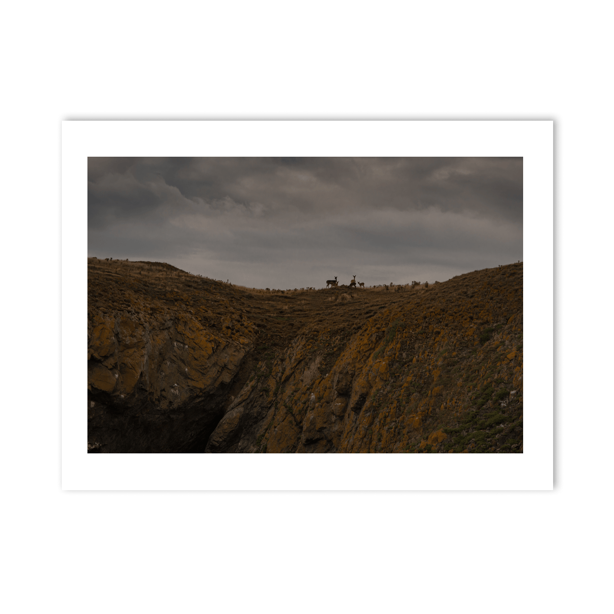 lambay-island-deer-herd-moody-sky PM