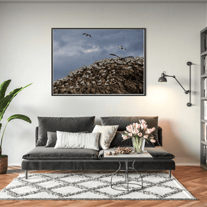 lambay-island-gannet-colony-nesting-cliffs BFW