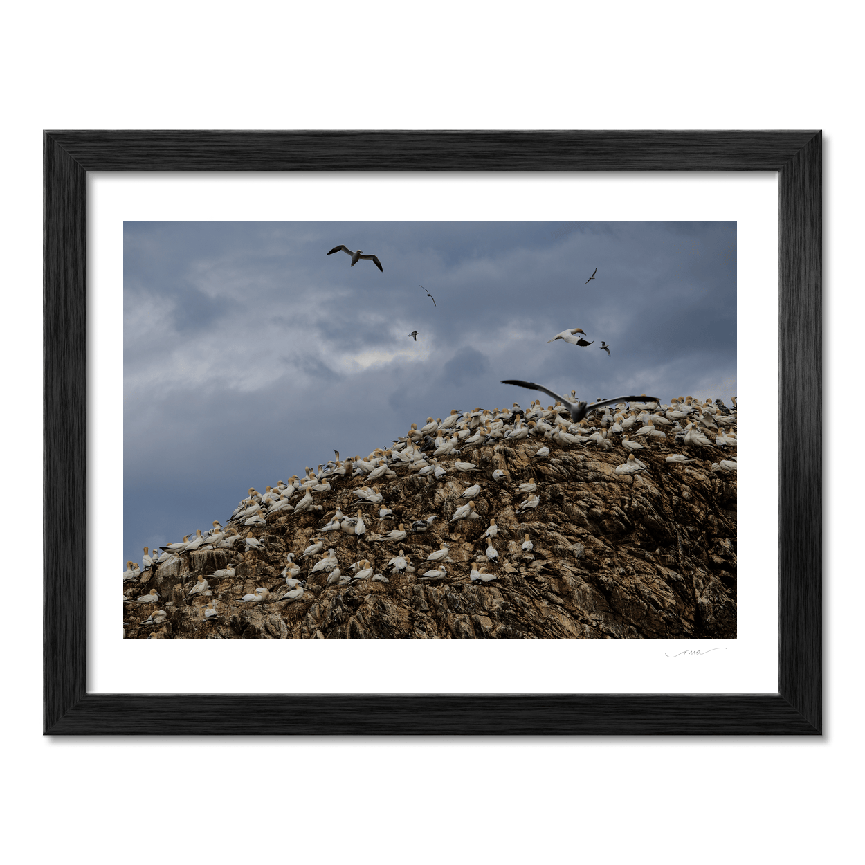 lambay-island-gannet-colony-nesting-cliffs PM