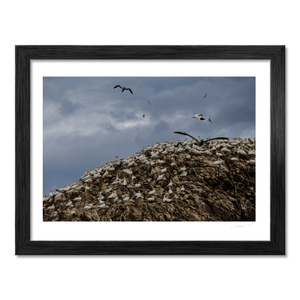 lambay-island-gannet-colony-nesting-cliffs BF