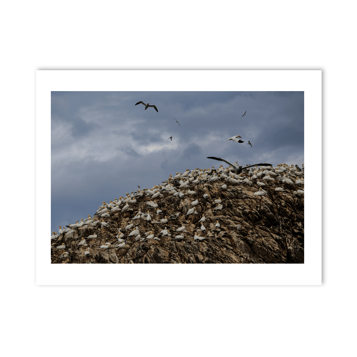 lambay-island-gannet-colony-nesting-cliffs PM