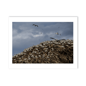 lambay-island-gannet-colony-nesting-cliffs PM