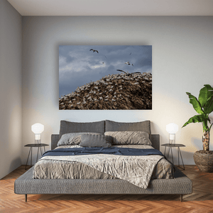 lambay-island-gannet-colony-nesting-cliffs Pano