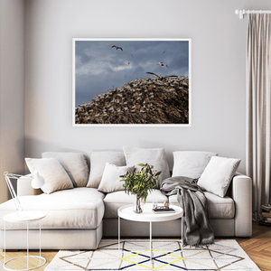 lambay-island-gannet-colony-nesting-cliffs WFW