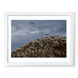 lambay-island-gannet-colony-nesting-cliffs WF