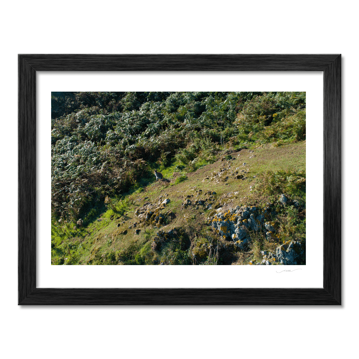 lambay-island-wallaby-hillside-ferns PM