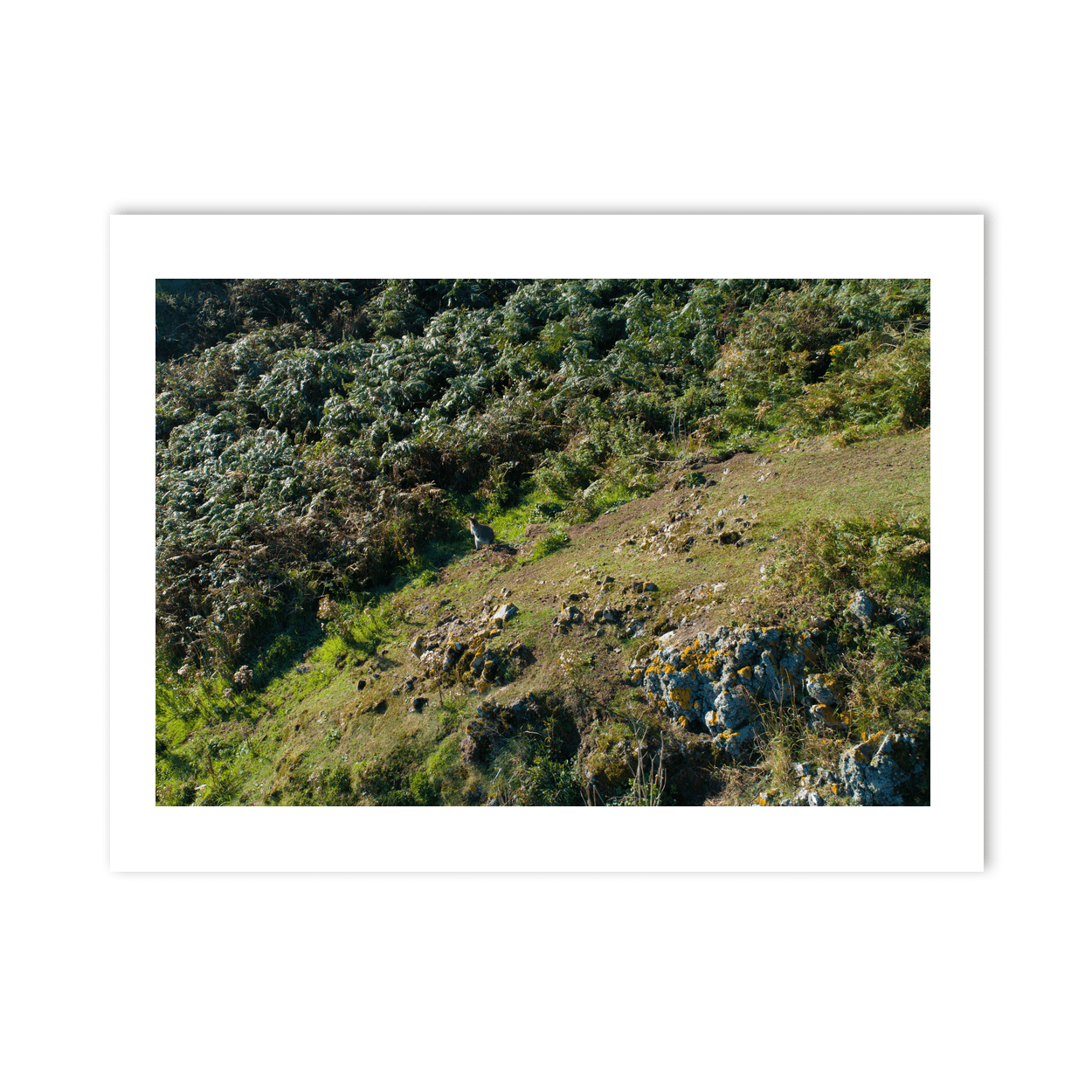 lambay-island-wallaby-hillside-ferns PM