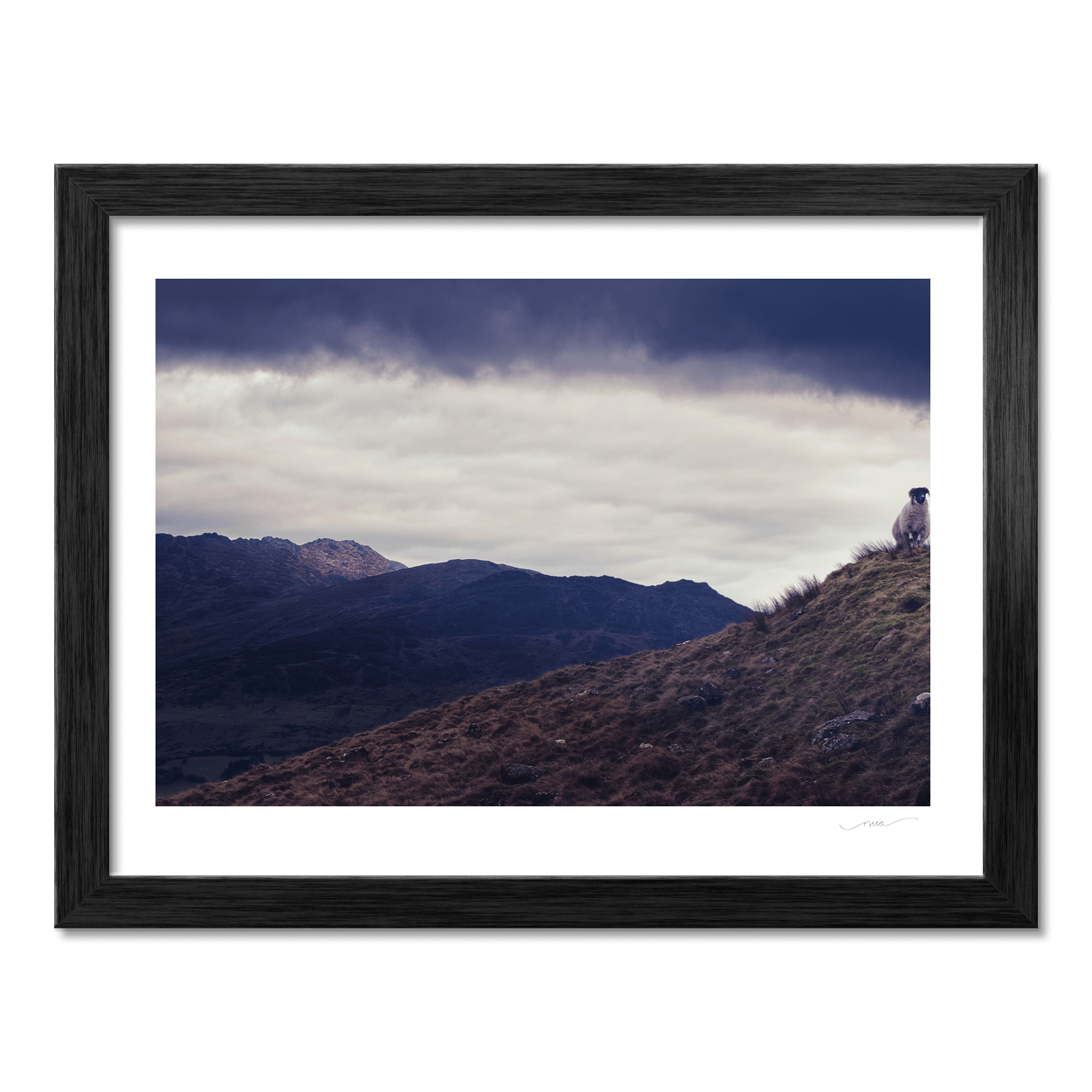 lone-sheep-cooley-mountains-dramatic-sky PM