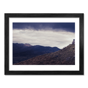 lone-sheep-cooley-mountains-dramatic-sky BF