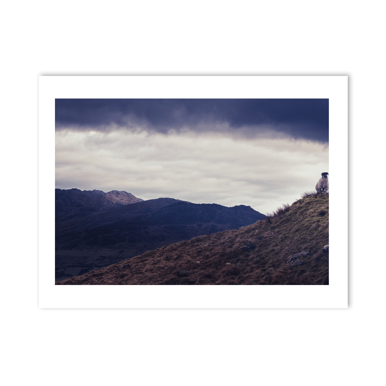lone-sheep-cooley-mountains-dramatic-sky PM