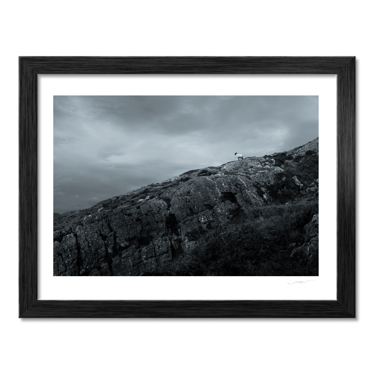 Nua Photography Print Lone Sheep on Rocky Hillside, South Cork Lone Sheep on Rocky Cork Hillside Print | Nua Photography