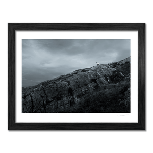 Nua Photography Print Lone Sheep on Rocky Hillside, South Cork Lone Sheep on Rocky Cork Hillside Print | Nua Photography